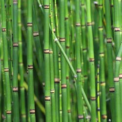 Prêle du Japon / Equisetum japonicum